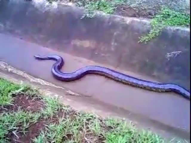 男子公路边发现巨蛇 看它爬动的样子感觉好惊悚!