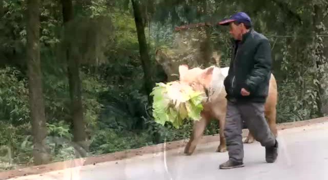 重庆老汉骑猪逛街 路人开车追拍
