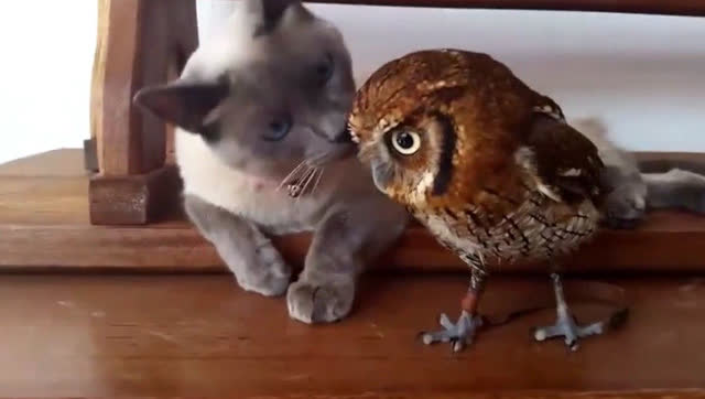 当猫咪看到猫头鹰后