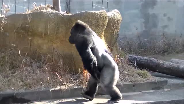 野外遇到大猩猩这几个动作能让你保住一条命