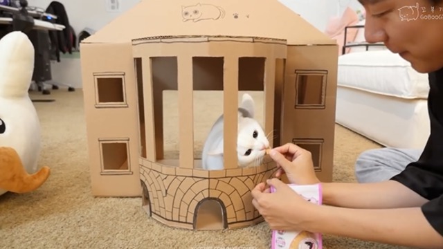 顽皮可爱的猫咪将纸箱当滑滑梯来玩,多可爱啊