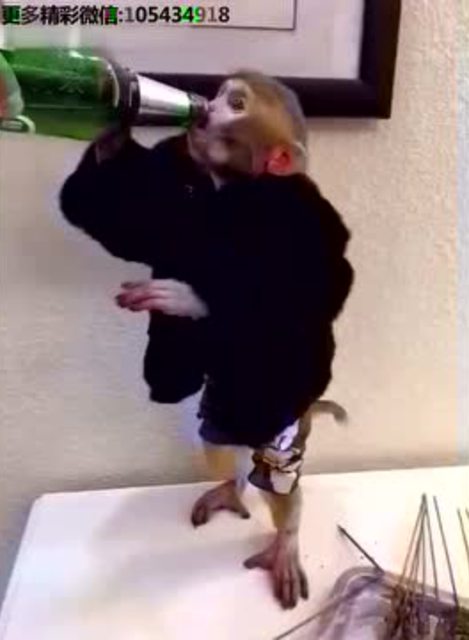 猴子也吃肉串,还喝啤酒