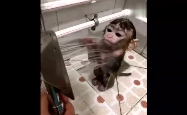 小猴子爱洗澡,睡觉前冲冲凉,看它享受的样子很像人类了