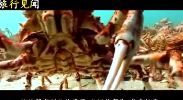近日频频曝光巨型杀人螃蟹在日本已经杀死60多人