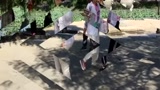 基本鬼步舞教学视频下载-鬼步舞教学基础舞步