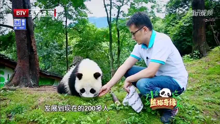 这熊猫宝宝一定不是亲生的哈哈哈 腾讯视频