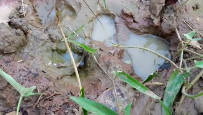 农村钓蛇鱼:一根细线居然能钓出泥洞里的黄鳝