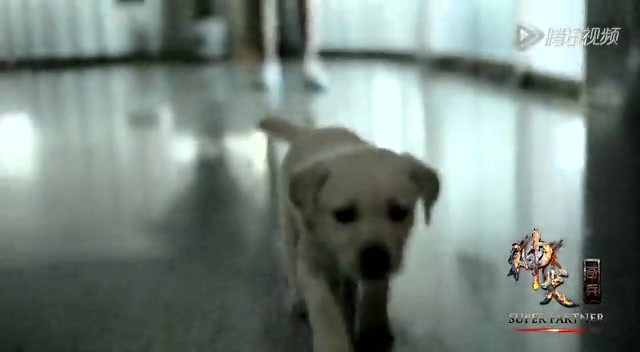 《神犬奇兵》曝萌宠成长记 可爱神犬俏皮卖萌