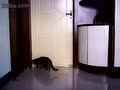 小猫咪也会开锁吗