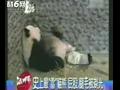 史上最雷的光屁屁熊猫