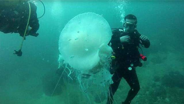 实拍墨西哥潜水员海底遇巨型水母 如白色幽灵场面惊险