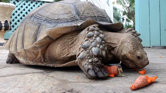 实拍 巨型乌龟吃南瓜,胡萝卜!