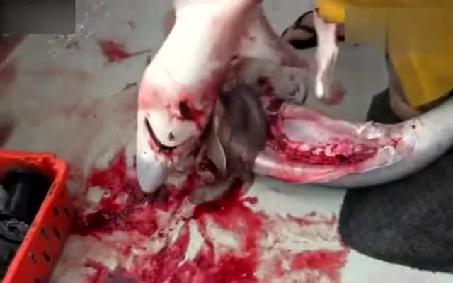 男子用刀处理鲨鱼 竟在肚子中掏出了成群活鲨鱼
