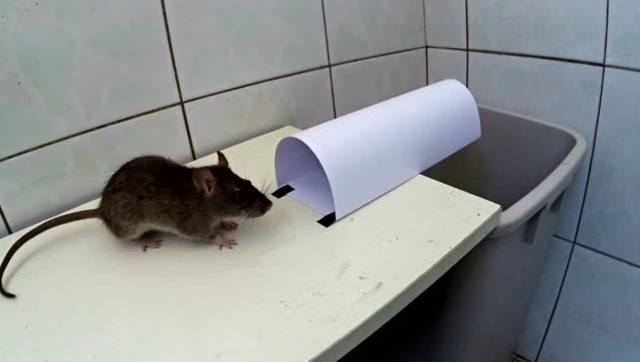 一张a4纸做的简易捕鼠器,几次改版后,老鼠再狡猾也跑不掉!