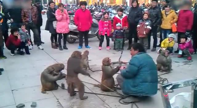 猴子打架很多人见过,猴子打群架有见过吗?