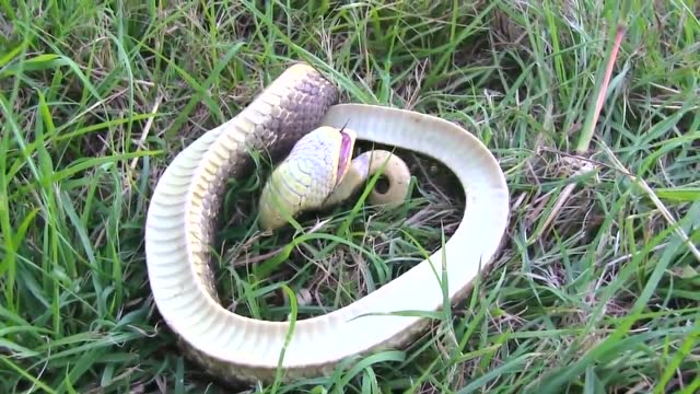 一人玩一条蛇玩了一会儿蛇开始装死 原来它就是会装死的猪鼻蛇!