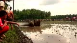 视频：印尼奔牛节单人控双牛 母牛失控引暴乱