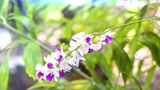 [图]新世纪经典纯音欣赏《with an orchid》