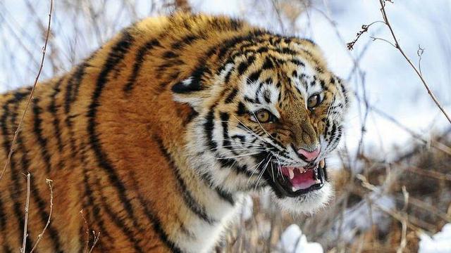 800公斤史上最大的老虎图片